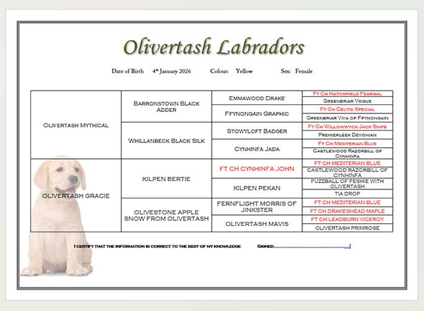 Example of a personalised pedigree certificate
